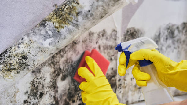  East Bethel, MN Mold Removal Pros